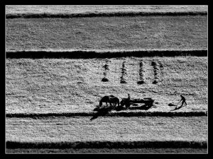 Októberi szénakészítés