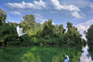 A Tisza-tó és madarai, Kócsag