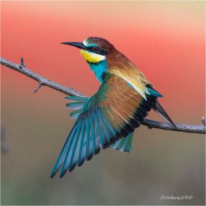 Gyurgyalag vörös háttérrel