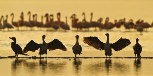 Napfürdőzés
